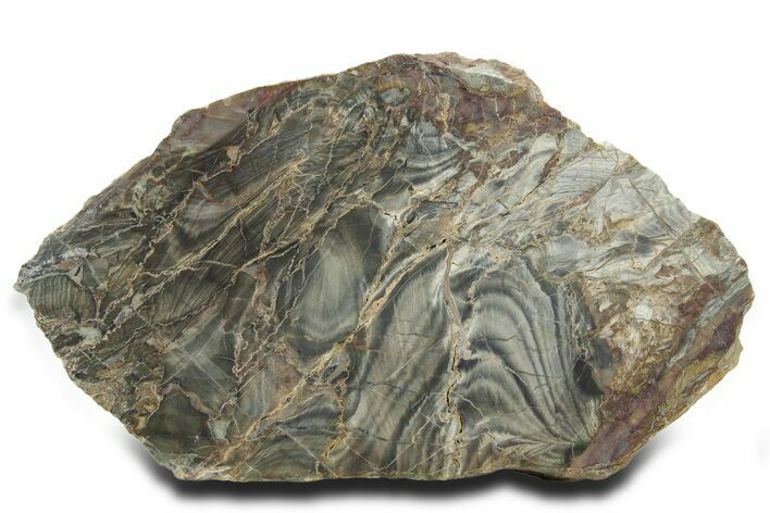 Polished Cambrian Stromatolite Fossil - Czech Republic #363067